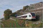 The SBB RABe 523 037 on the way to Vevey on the Train de Vignes / Wineyards line over St Saphorin.