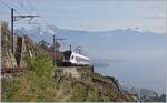 Almost like an ibex, the SBB RABe 523 climbs along rocky precipices through the vineyards above St-Saphorin.