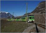 The ASD BDe 4/4 403 wiht Bt and BDe 4/4 404 in the vineyard by Aigle.