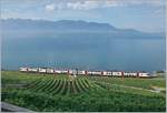 The SBB RABe 511 104 on the way to Puidoux near Chexbres.