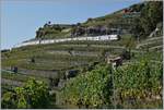 Two SBB RABe 511 on the Train des Vignes Line over St Saphorin.