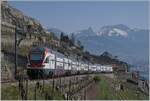 The SBB RABe 511 026 is the IR 30719 on the way from Genève Aérport to Brig between Chexbres and Vevey over St-Saphorin.