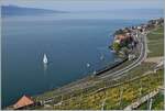 An SBB RABe 511 is traveling as a RE on the shore of Lake Geneva near Rivaz.