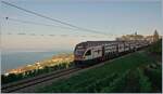 Two SBB RABe 511s are on the  Train des Vignes  route, which is still in the shade, on the way from Fribourg to Genève via Vevey, as the direct route is closed due to construction work.