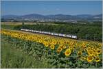A SBB RABe 511 is between Essert Pittet and Ependes on the way from Cully to Grandson. 

12.07.2025n