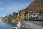 The SBB RABe 511 108, operating as RE 33 18467, is seen shortly before Villeneuve, en route from Annemasse to Martigny. The small tree with its wonderfully bright yellow leaves serves as a reference point for railway photographs in other seasons, taken from a different angle, with the Château de Chillon in the background.

November 4, 2025