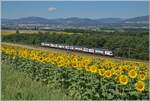 While a sunflower field in the foreground draws the eye, in the background an SBB RABe 511 as R1/R2 between Chavornay and Essert-Pittet is on its way to Yverdon.

July 12, 2025