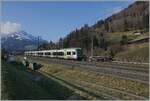 The BLS RABe 535 102 and 124  Lötschberger  on the way to Bern by Mülenen. 

14.04.2021