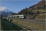 The BLS RABe 535 102 and 124  Lötschberger  on the way to Bern by Mülenen. 

14.04.2021