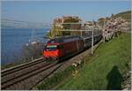 A SBB Re 460 with his IR 90 from Genève to Brig by Rivaz.