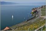 An SBB RABe 511 is traveling as a RE on the shore of Lake Geneva near Rivaz.