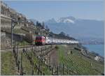 Due to construction work on the Vevey-Lausanne line, trains were rerouted via the  Train des Vignes  line. In the picture an SBB Re 460 with its IR above St-Saphorin in the vineyards.

March 20, 2022