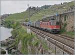 With two Re 6/6 locomotives, the EWKV SBB Cargo freight train from Lausanne Triage to Zürich RBL via Brig and Kandersteg is traveling between Rivaz and St-Saphorin. At the front of the train is the red SBB Re 6/6 11630 (Re 620 91 85 4 620 030-7 CH SBBC)  Herzogenbuchsee  leading the train, with the Re 6/6 11624  Rothrist  assisting behind it. The picture was taken between Rivaz and St-Saphorin at the now well-known photo spot. 

May 16, 2025