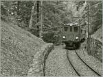 The Bernina Bahn RhB Ge 4/4 81 by the Blonay-Chamby Railway on the way from Blonay to Chaulin in the wood over Blonay.