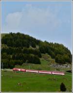 A local train to Disentis/Mustér is climbing up the track between Andermatt and Nätschen on May 24th, 2012.