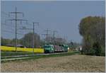 A BAM Ge 4/4 wiht a Cargo Train to Apples near Yens.
11.04.2017
