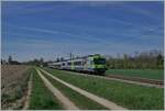 The BLS RBDe 565 739 with his local train from Lyss to Büren an der Aare near Dotzigen. 

16.04.2022
