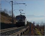 A MOB GDe 4/4 near Planchamp, in the background the Dents de Midi.
27.12.2016 