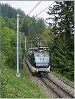 The MOB Ge 4/4 8004 with a MOB Panoramic Express on the way to Montreux on the Bois des Chenaux near Les Avants.