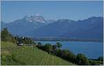 MOB Alpina ABe 4/4 and Be 4/4 with his MOB Belle Epoque Service from Montreux to Zweisimmen between Planchamp and Châtelard VD. In the background the Lake Geneva and the Dents de Midi. 

25.05.2020