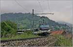 The MOB Ge 4/4 8004 with his GoldenPass service on the way from Montreux to Zweisimmen by Sonzier.