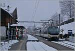 The MOB Ge 4/4 8004 with a Golden Pass Panoramic in Les Avants.