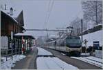 The MOB Ge 4/4 8004 with a Golden Pass Panoramic in Les Avants.