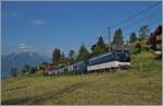 The MOB Ge 4/4 8002 with his GoldenPass Express to Interlaken Ost near Les Avants.

28.06.2024