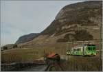 A ASD local train in the Vineyards by Aigle.