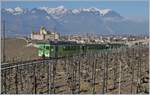 The ASD local train 429 in the vineyards over Aigle.