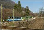 ASD local train to Aigle between the wood and the vineyards.