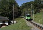 The TPC BVB BDeh 4/4 81 on the way to Bex near Les Posses.