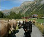 A lot of cows and the Albula fast train coming from Spinas.