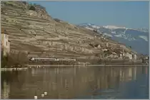 Flirts between Rivaz and St Saphorin.
01.03.2012