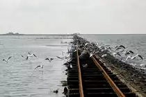 On the narrow gauge trolley railway from Dagebüll to the tiny islands of Oland and Langeness in the german part of the North Sea (Nordfriesland/Schleswig-Holstein).

Date: 22. september 2008.