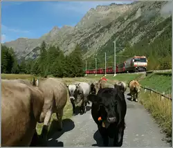 たくさんの牛とスピナスから来るアルブラ快速列車。  